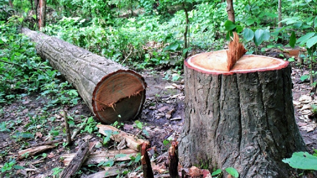 सङ्खुवासभामा विद्युत् विस्तारका लागि १४ हजार रूख कटान गरियो
